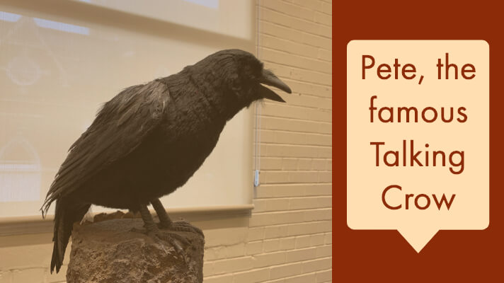 Pete, the famous Talking Crow