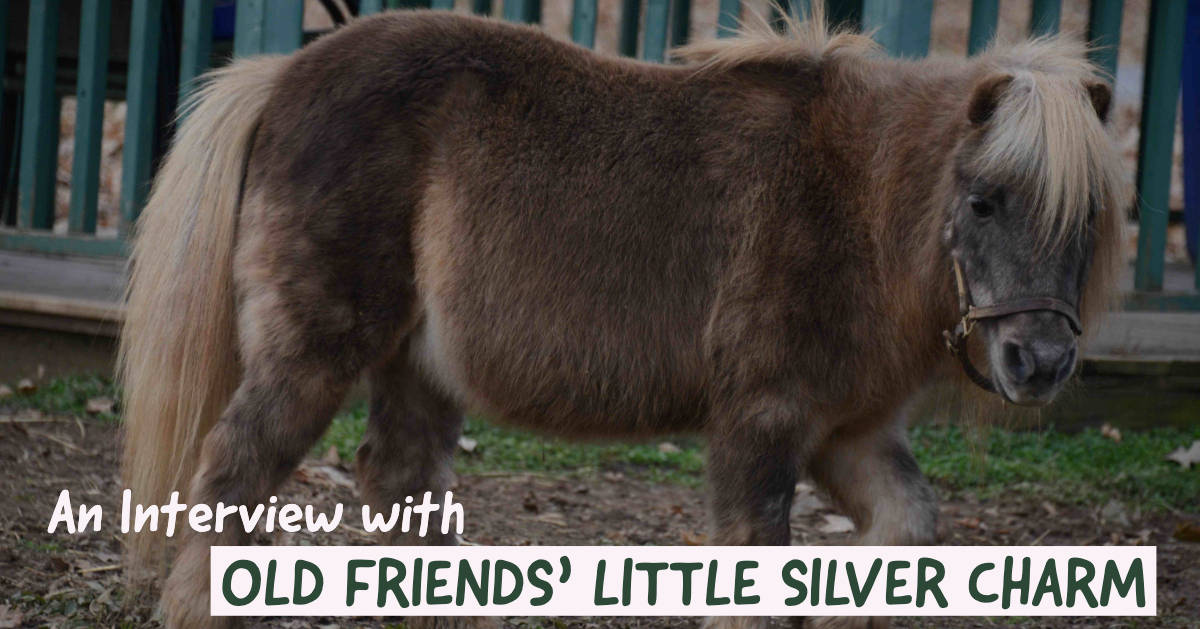 An Interview with Old Friends’ Little Silver Charm