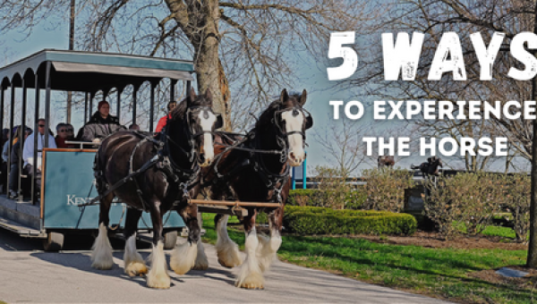 5 Ways to Experience The Horse