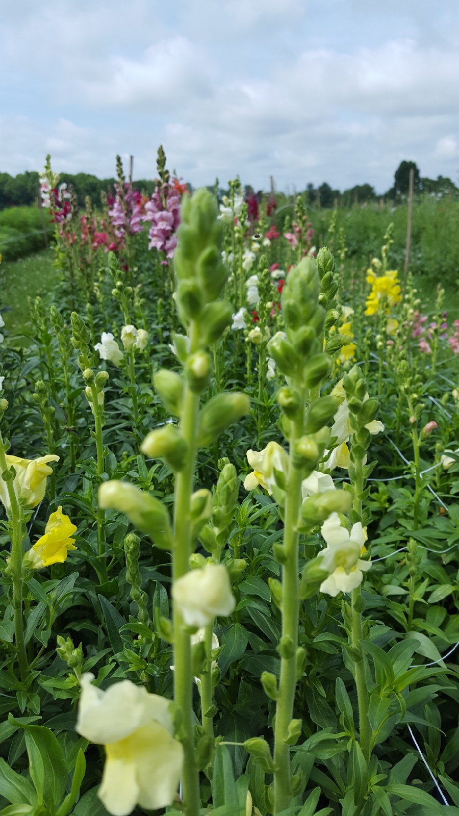 GrayArbor Snapdragons