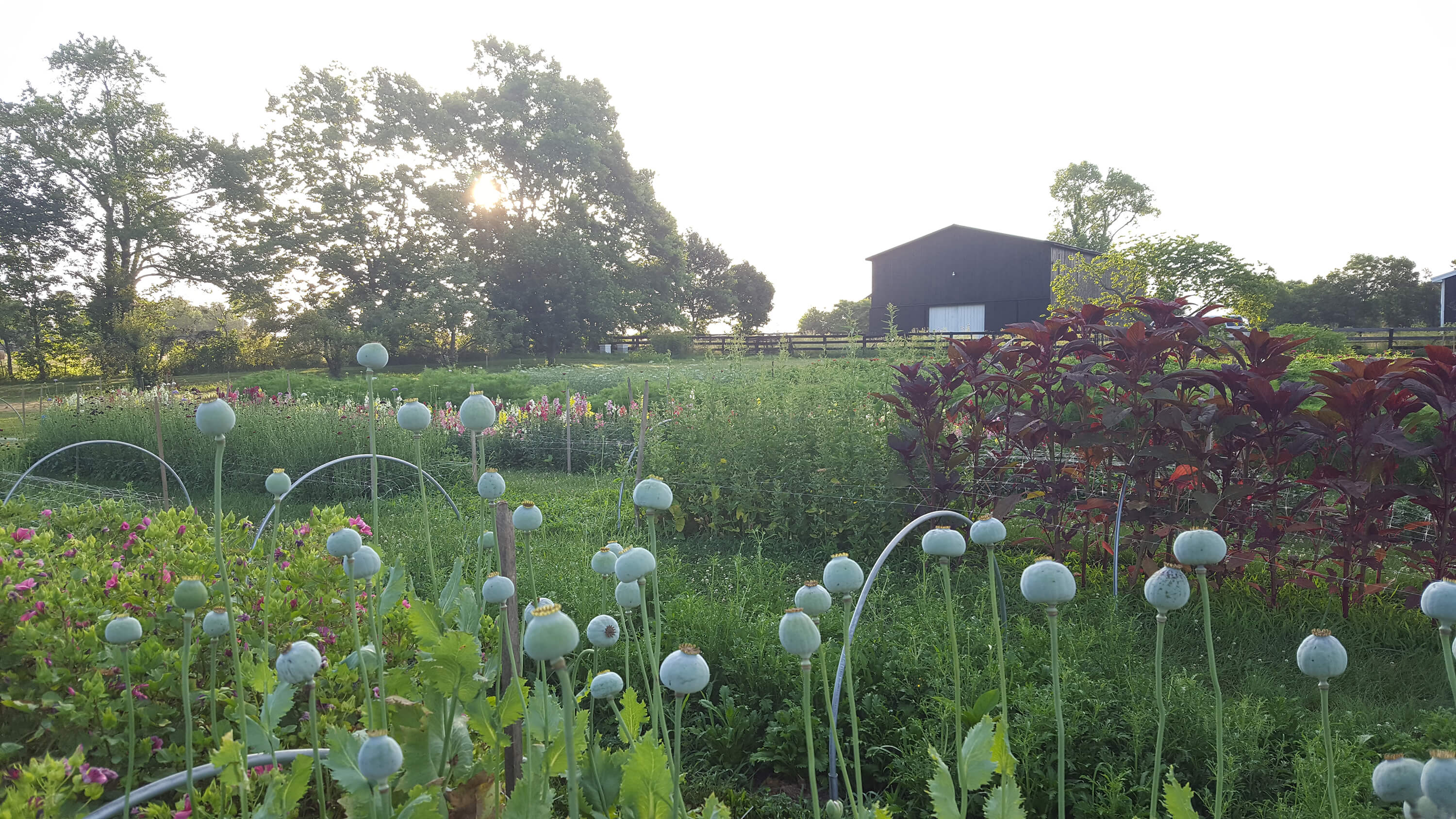 Gray Arbor Farm