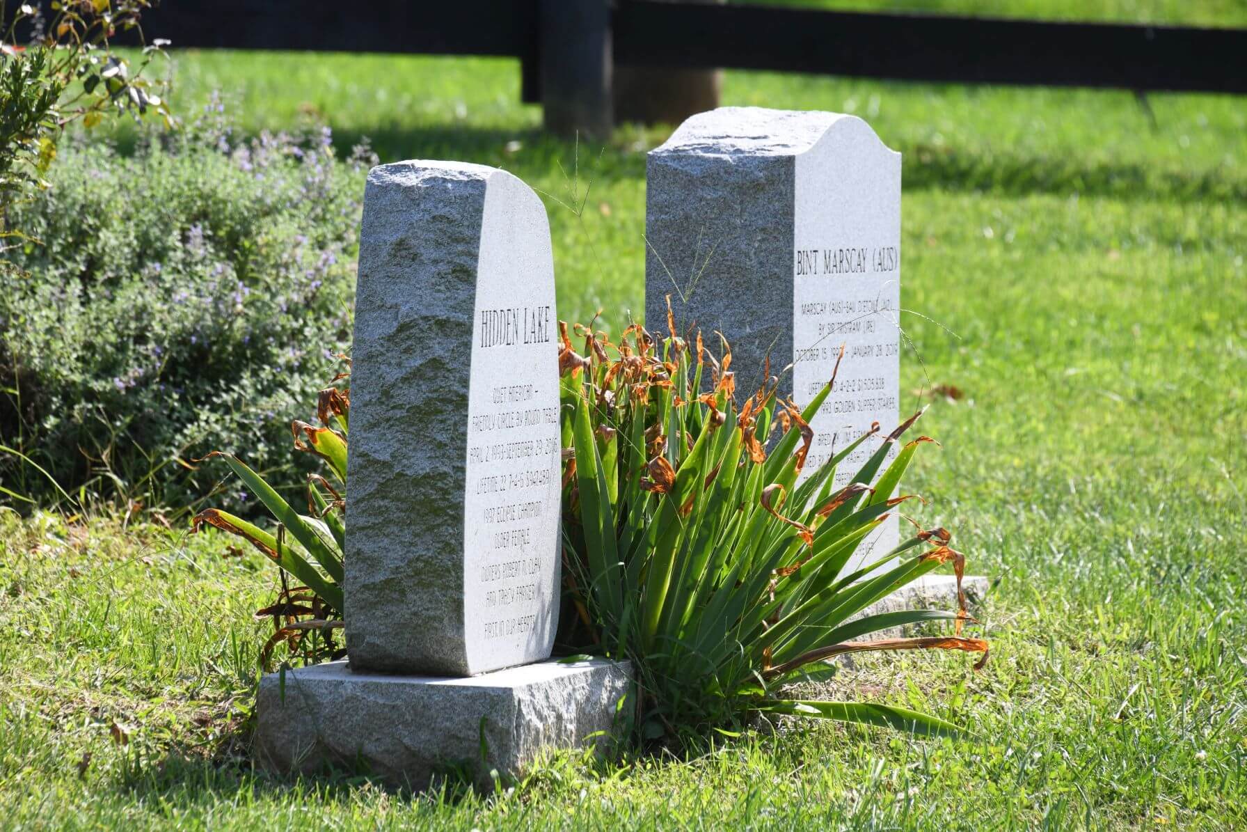 Old Friends Cemetery by Laura Battles