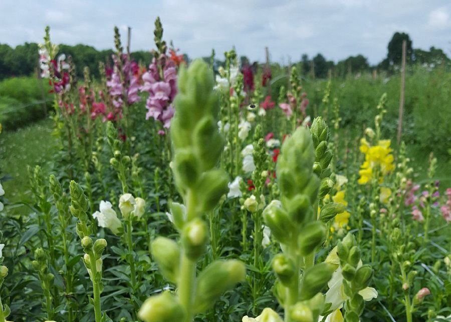 Snapdragons