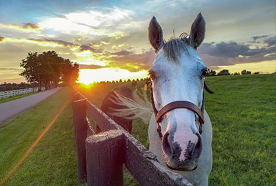 horseyhundred