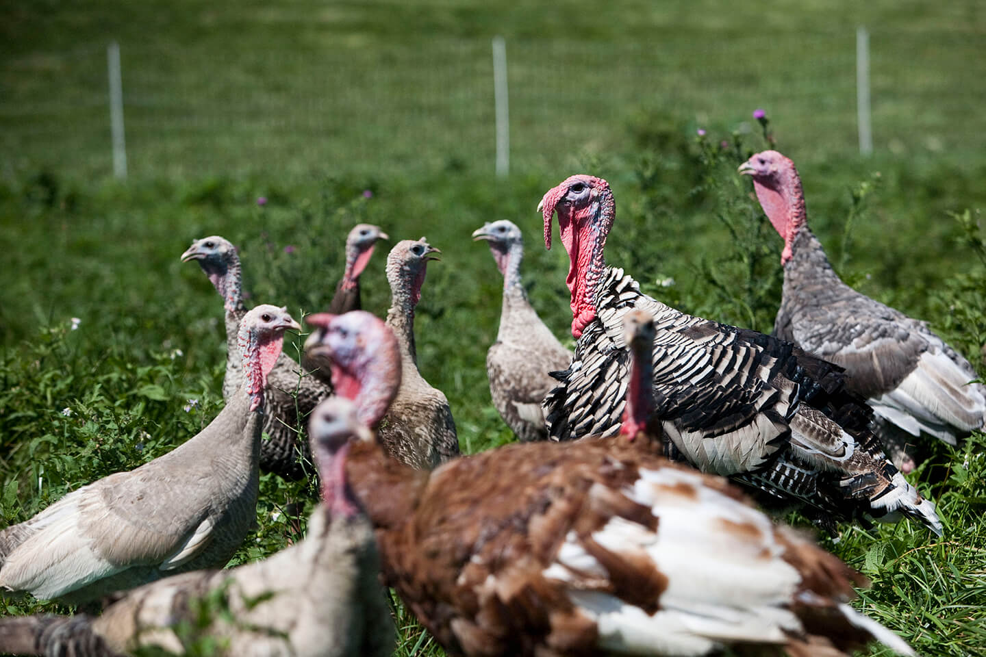 Elmwood heritage breed turkeys