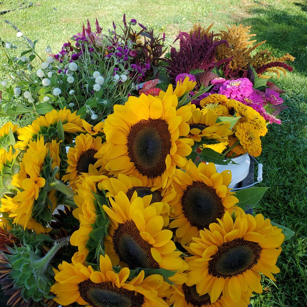 GrayArbor summer harvest