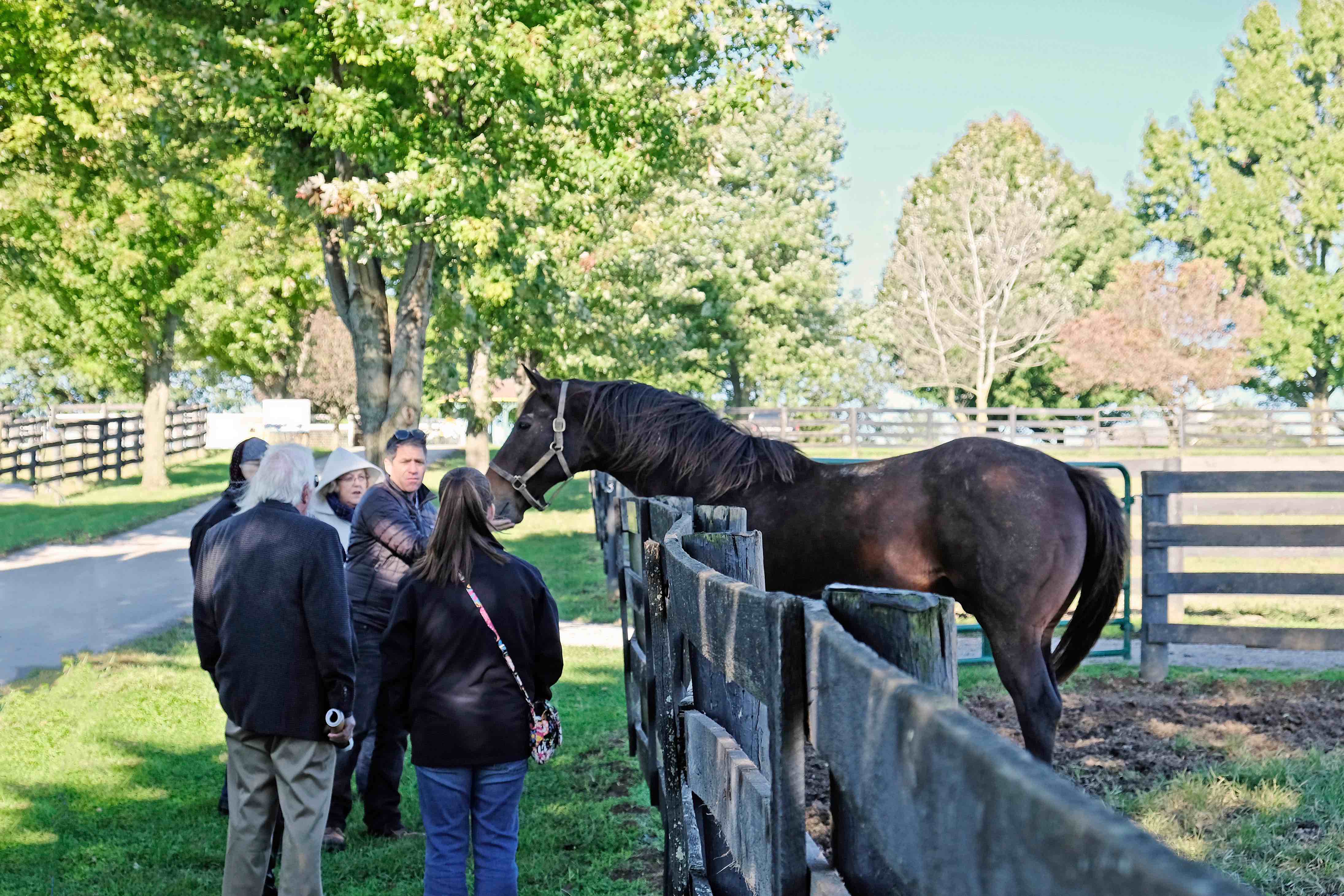 Old Friends horse activity