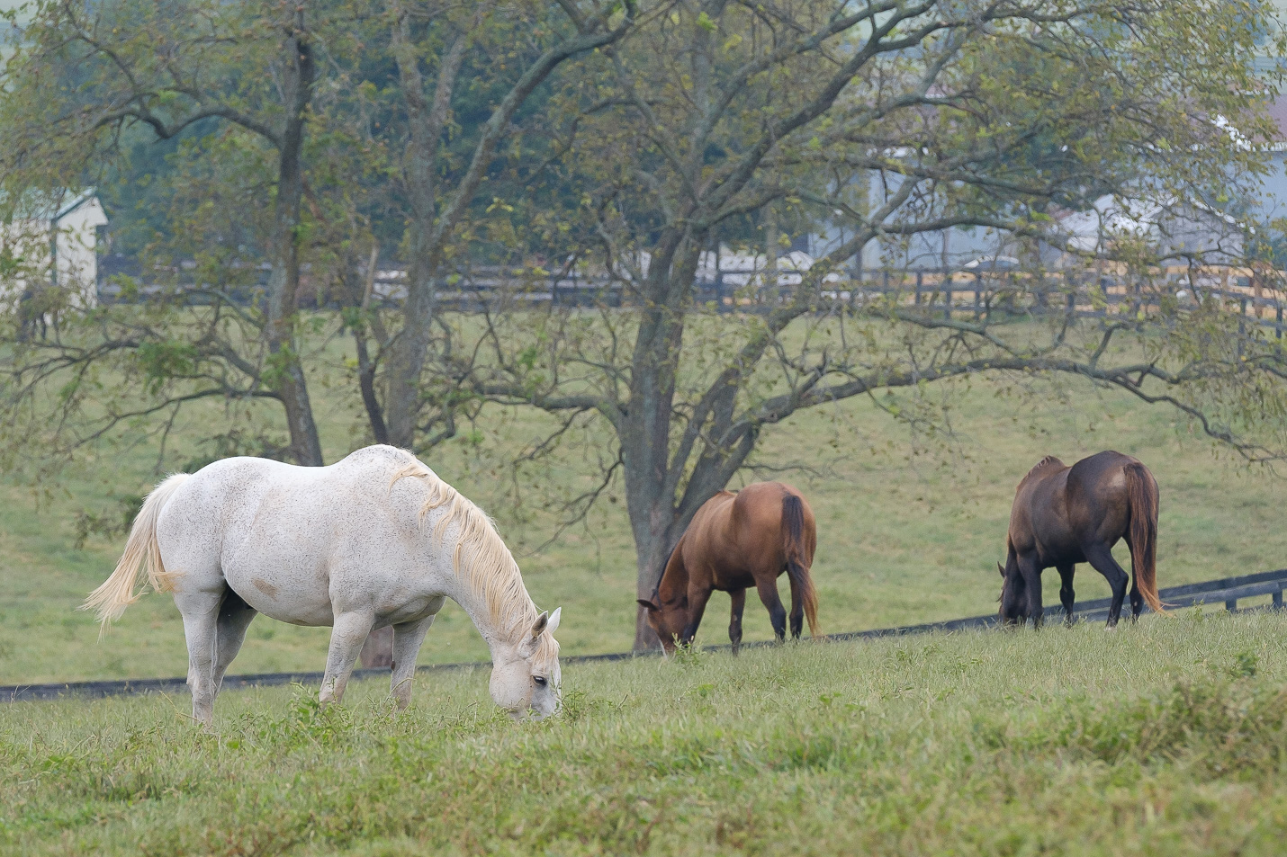 Were Horse Country Duh