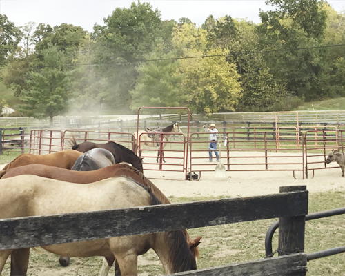 three horses horse activity