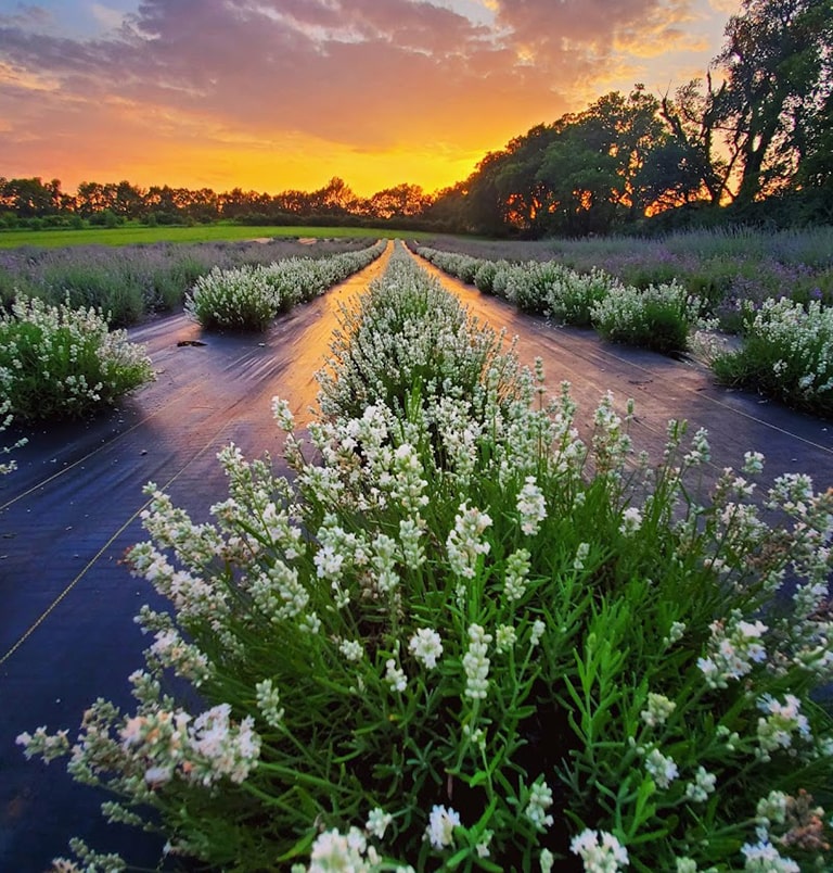 LavenderInBloom-2